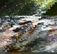 Daintree Rainforest Cape Tribulation Mossman Gorge Small-Group Day Tour - eAccommodation