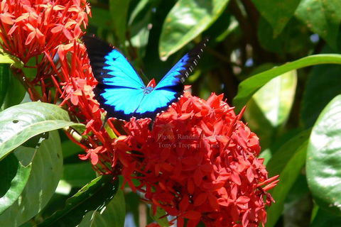 Daintree Rainforest, Cape Tribulation, Mossman Gorge Small-Group Day Tour - eAccommodation 2