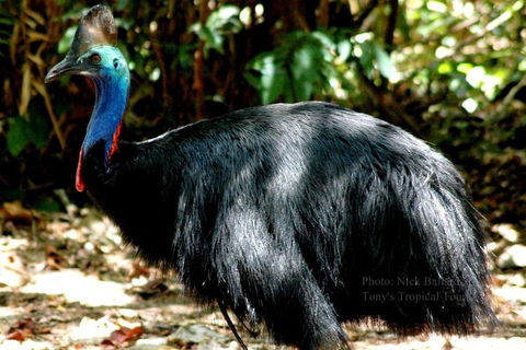 Daintree Rainforest, Cape Tribulation, Mossman Gorge Small-Group Day Tour - eAccommodation 3