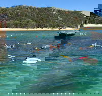All Inclusive Dolphin and Tangalooma Wrecks Cruise - eAccommodation