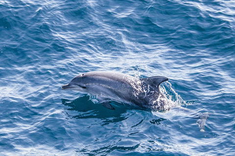 All Inclusive Dolphin And Tangalooma Wrecks Cruise - eAccommodation 1