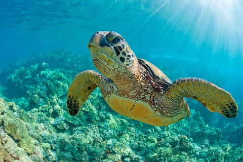 All Inclusive Tangalooma Wrecks Cruise Tour From Gold Coast - eAccommodation 4