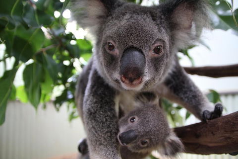 Kuranda Day Tour, TKS-RFS GRAND GOLD PLUS 0930 - eAccommodation 1