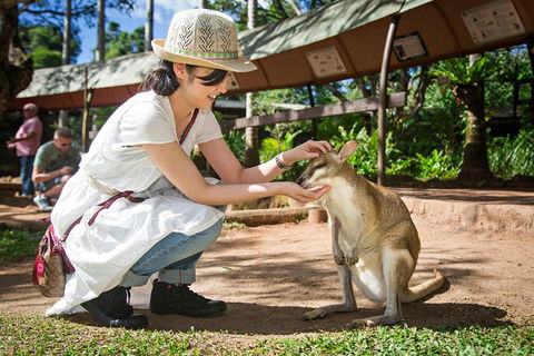 Kuranda Day Tour, TKS-RFS GRAND GOLD PLUS 0930 - eAccommodation 3