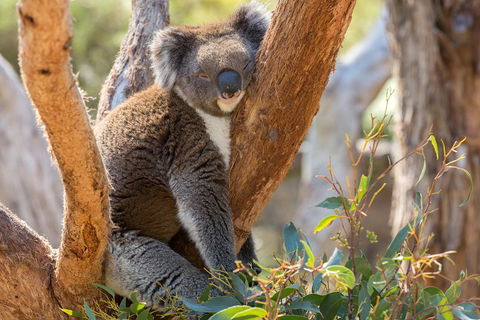 Mount Lofty Hike And Cleland Wildlife Park Day Trip From Adelaide - eAccommodation 2