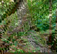 Private Daintree Mossman Gorge Exclusive Nature and Wildlife Focus - eAccommodation