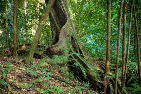 Private Daintree Mossman Gorge Exclusive Nature And Wildlife Focus - eAccommodation 0