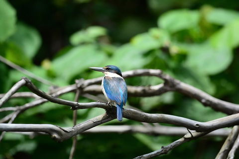 Private Daintree Mossman Gorge Exclusive Nature And Wildlife Focus - eAccommodation 1