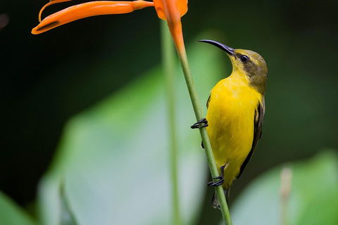 Private Daintree Mossman Gorge Exclusive Nature And Wildlife Focus - eAccommodation 2