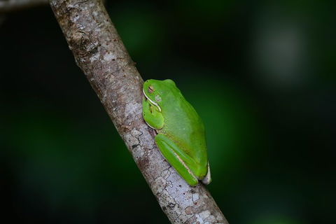 Private Daintree Mossman Gorge Exclusive Nature And Wildlife Focus - eAccommodation 3