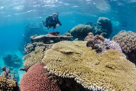 Silverswift Outer Great Barrier Reef Dive And Snorkel Cruise From Cairns - eAccommodation 5