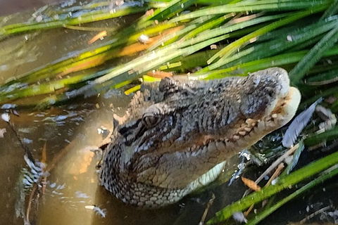 Litchfield Park Adventures And Jumping Crocodile Cruise + Butterfly Farm - eAccommodation 4