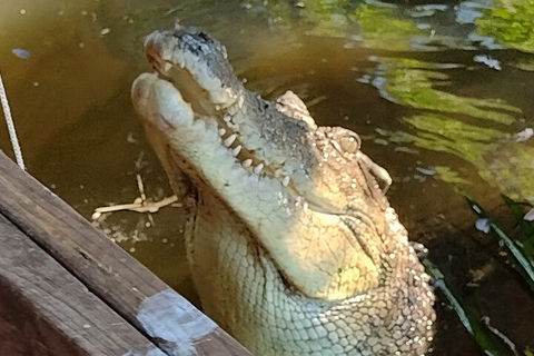 Litchfield Park Adventures And Jumping Crocodile Cruise + Butterfly Farm - eAccommodation 5