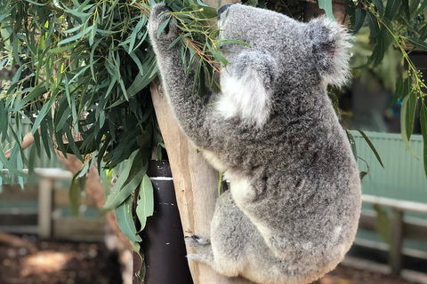 Private Blue Mountains And Wildlife Park Tour From Sydney With Barbecue Lunch - eAccommodation 0
