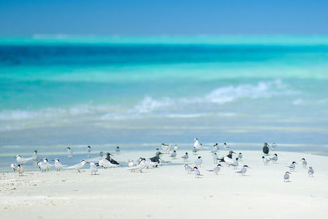 Private Coral Cay Bubbles Tour - eAccommodation 2