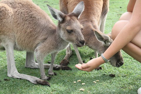 Pinnacles Desert, Koalas And Sandboarding 4WD Day Tour From Perth - eAccommodation 1