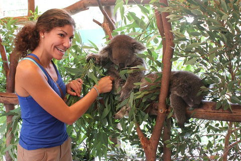Pinnacles Desert, Koalas And Sandboarding 4WD Day Tour From Perth - eAccommodation 5
