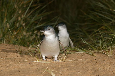 Phillip Island Penguin, Brighton Beach, Moonlit Sanctuary From Melbourne - eAccommodation 2