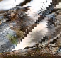 Great Ocean Road Sunset Tour from Melbourne - eAccommodation