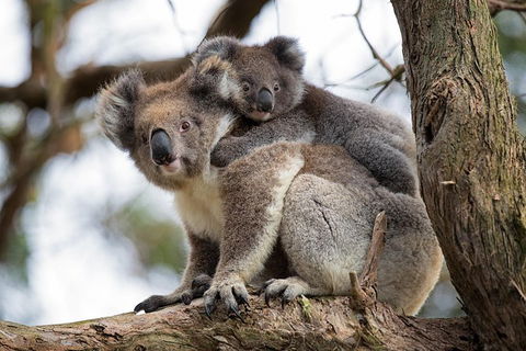 Great Ocean Road Sunset Tour From Melbourne - eAccommodation 0