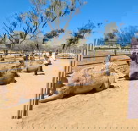 West MacDonnell Ranges Half-Day Small-Group Tour with Camel Ride - eAccommodation