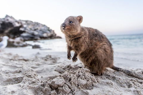 Rottnest Island All-Inclusive Grand Island Tour From Fremantle - eAccommodation 2
