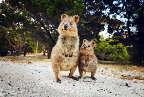 Rottnest Island All-Inclusive Grand Island Tour From Fremantle - eAccommodation 5