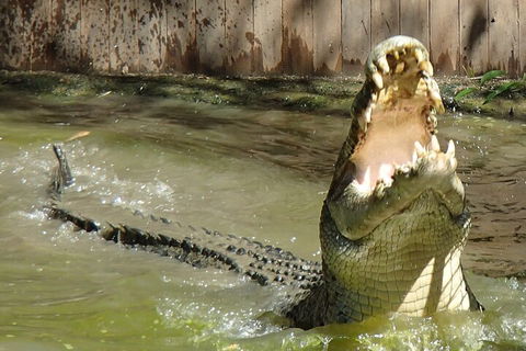Hartley's Crocodile Adventures Day Trip From Palm Cove - eAccommodation 3