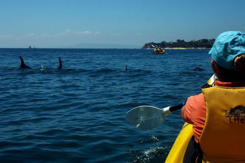 Mornington Peninsula Kayak Coastline Tour Of Dolphin Sanctuary - eAccommodation 0