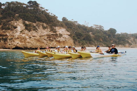 Mornington Peninsula Kayak Coastline Tour Of Dolphin Sanctuary - eAccommodation 4