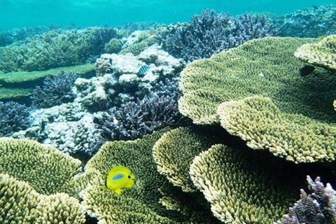 Abrolhos Islands Scenic Flight & Snorkel Adventure From Perth - eAccommodation 4
