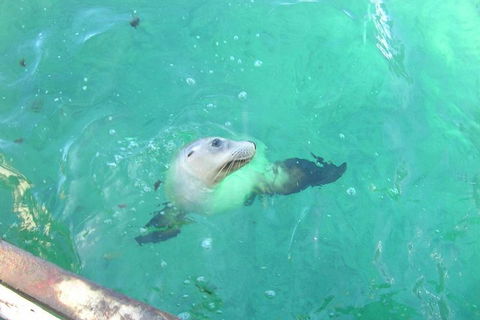 Abrolhos Islands Scenic Flight & Snorkel Adventure From Perth - eAccommodation 5