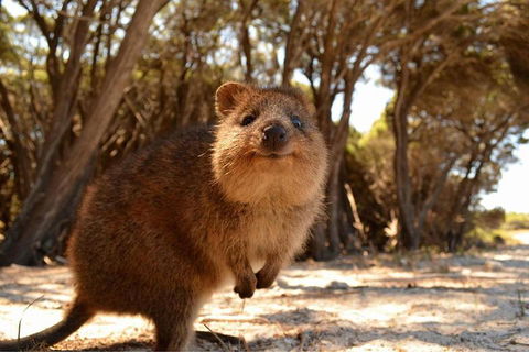 Pinnacles & Rottnest Island Scenic Air & Ground Tour - eAccommodation 0