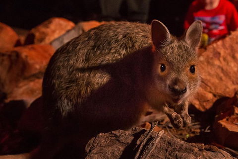 Alice Springs Desert Park Nocturnal Tour - eAccommodation 3