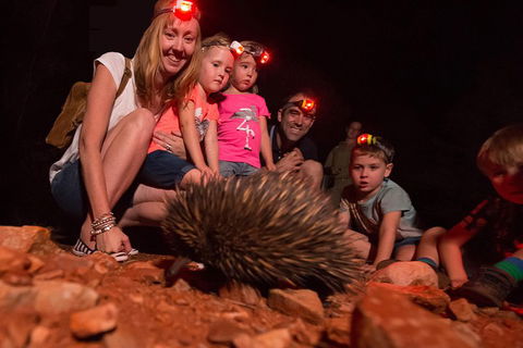 Alice Springs Desert Park Nocturnal Tour - eAccommodation 5