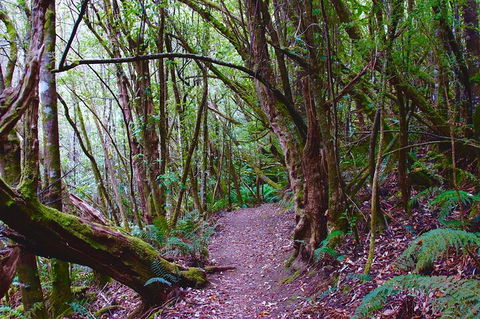 Kunanyi / Mt. Wellington Guided Hiking Tour - eAccommodation 2