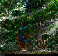 Full Day Daintree Rainforest and Mossman Gorge Tour - eAccommodation