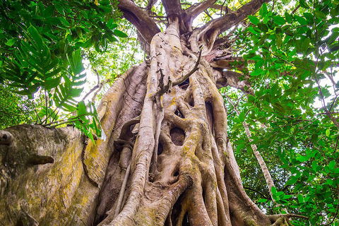 Mossman Gorge Adventure Day - eAccommodation 1