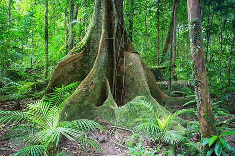 Mossman Gorge Adventure Day - eAccommodation 4