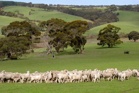 Kangaroo Island Luxury Small Group 'Island Life' Full Day Tour - eAccommodation 1