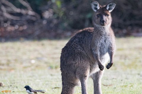 Kangaroo Island Luxury Small Group 'Island Life' Full Day Tour - eAccommodation 2