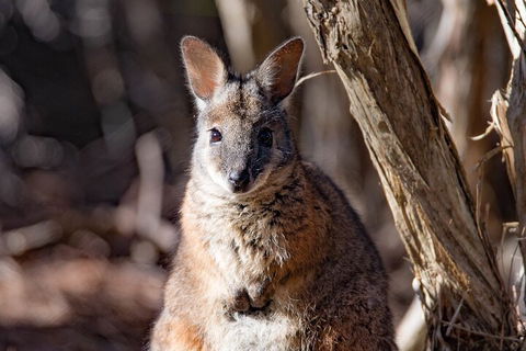 Kangaroo Island Luxury Small Group 'Island Life' Full Day Tour - eAccommodation 3
