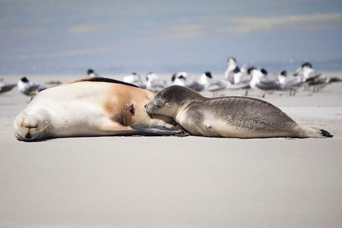 Kangaroo Island Luxury Small Group 'Island Life' Full Day Tour - eAccommodation 5