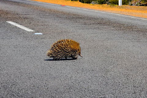 Kangaroo Island Luxury Small Group 'Flinders Chase Focus' Full Day Tour - eAccommodation 3