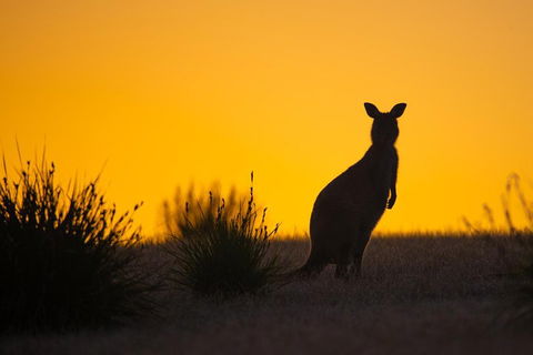 Kangaroo Island Luxury Small Group 'Flinders Chase Focus' Full Day Tour - eAccommodation 5