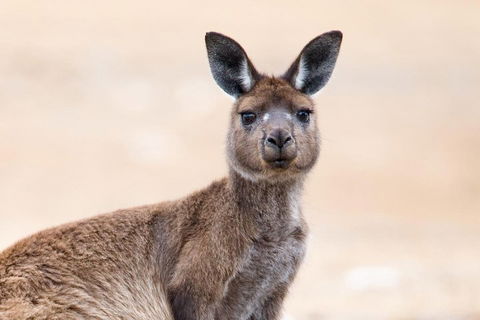 Kangaroo Island Luxury Small Group 'East End Explorer' Full Day Tour - eAccommodation 1
