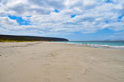 Kangaroo Island Luxury Small Group 'East End Explorer' Full Day Tour - eAccommodation 3