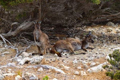 Kangaroo Island Luxury Small Group 'East End Explorer' Full Day Tour - eAccommodation 4