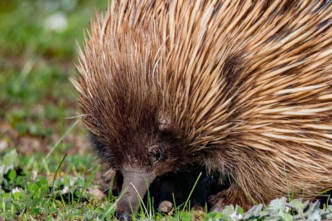 Kangaroo Island Luxury Small Group 'East End Explorer' Full Day Tour - eAccommodation 5