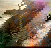 Full-Day Great Ocean Road and 12 Apostles Sunset Tour from Melbourne - eAccommodation